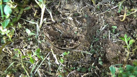 Trapdoor Spider Wrestles With A Desperate Victim