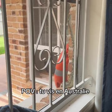 Things you see in Australia 🇦🇺