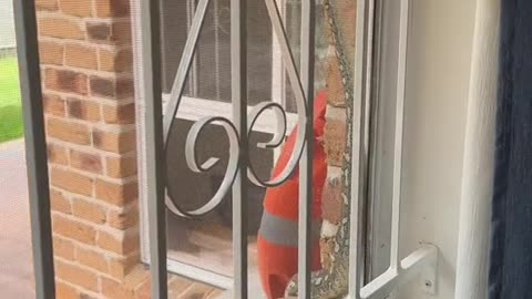 Things you see in Australia 🇦🇺