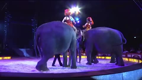 Une éléphante tombe sur des spectateurs au cirque