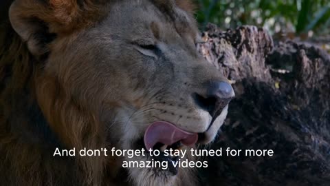 The Secret Lives of Lions