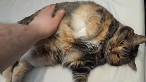 This Cat Sinks to Her Tassy: Adorable Belly-Showdown You Can’t Miss