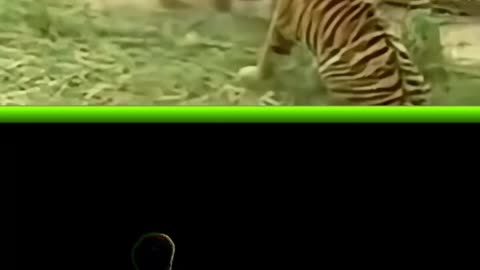 Tiger vs COW