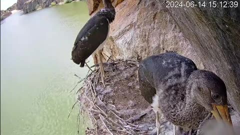 Selfie by a young black stork 📷😀