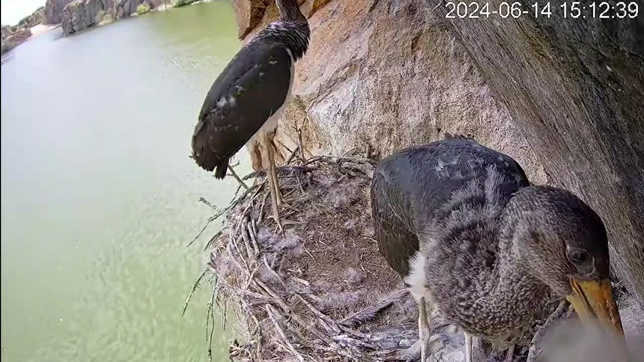 Selfie by a young black stork 📷😀