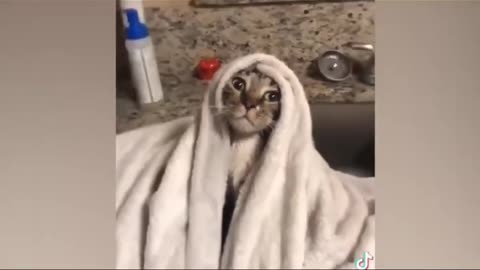 Funny moments of wild animals.