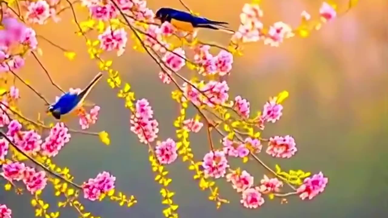 Animals shots video