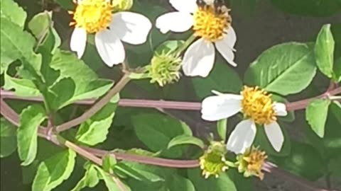 Bumble bee