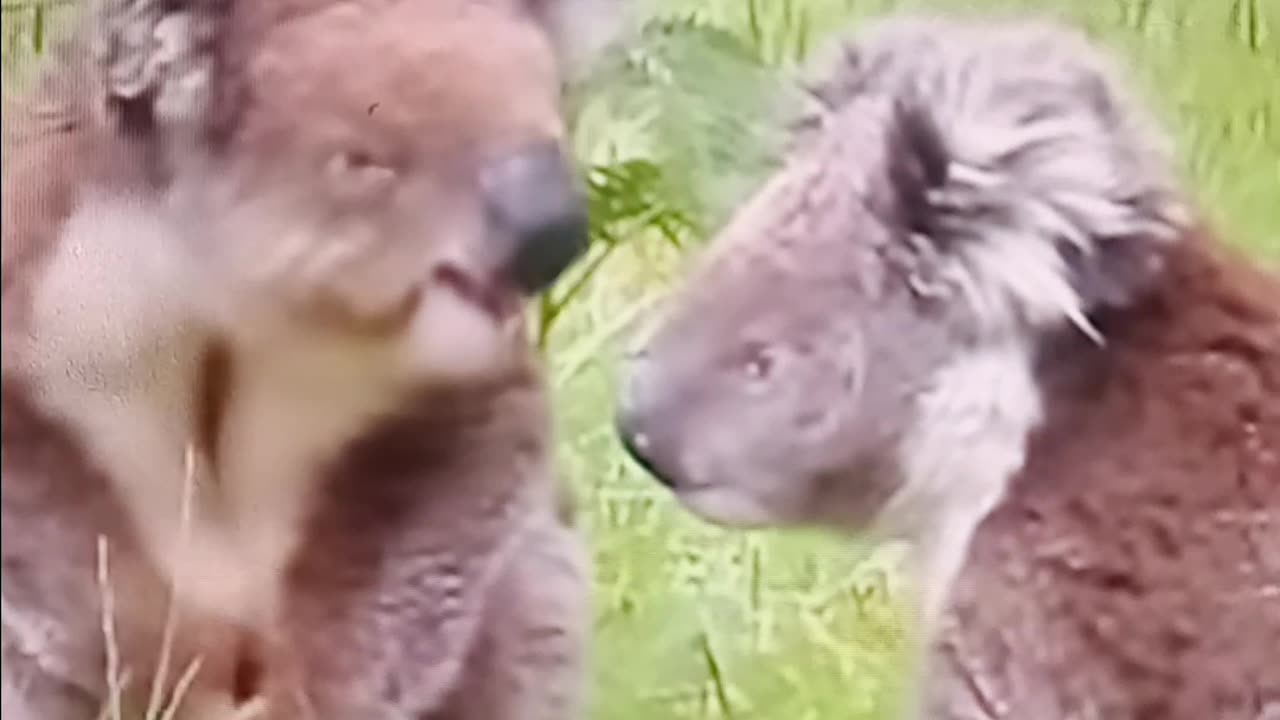 Koala slug it out