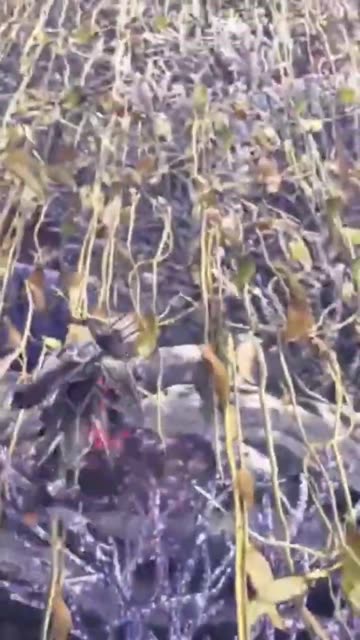 McDicken. Monster Hunter? Ep. (17)? I am liking the #heavybowgun #monsterhuntericeborne