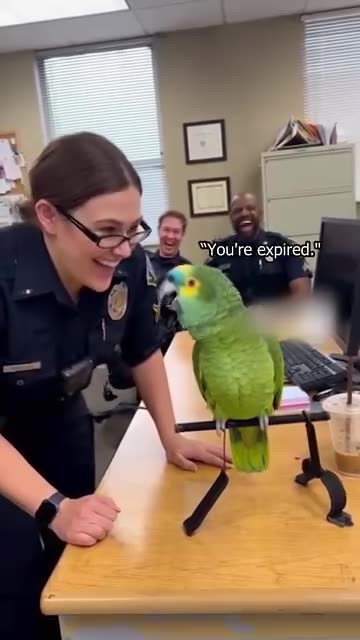 Parrot 🦜 funny talk