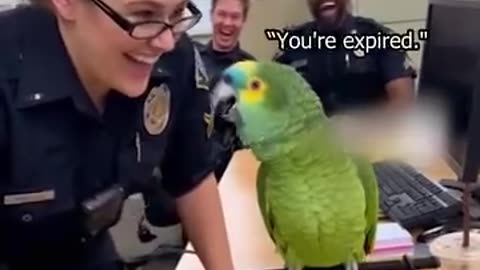 Parrot 🦜 funny talk
