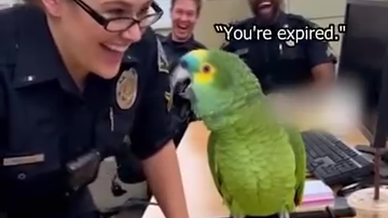 Parrot 🦜 funny talk