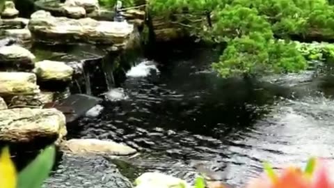 Admiring the Beauty of Koi Fish While Enjoying the Soothing Sound of Water