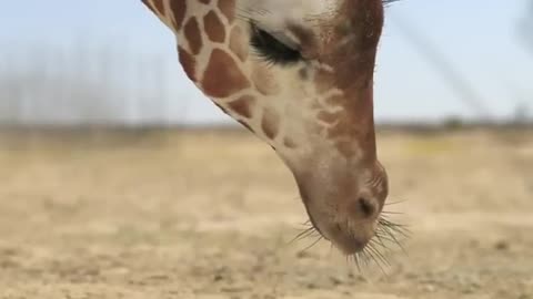 giraffe vs elephant fight