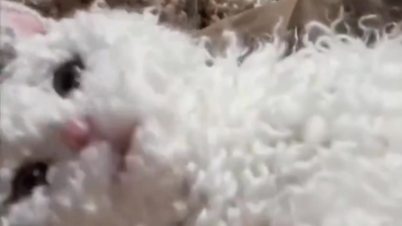 The curly fur of a Selkirk rex cat