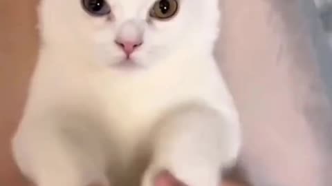 Night Night Kitty