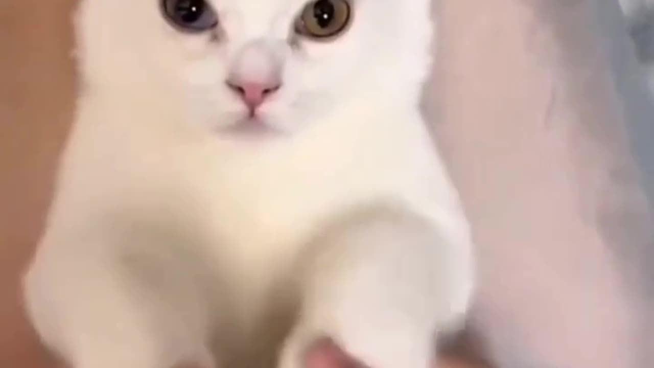 Night Night Kitty