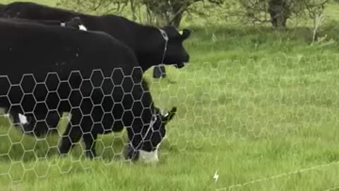 Virtual fencing for cows a smart solution for farmers