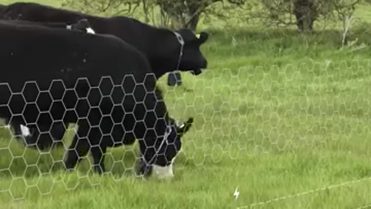 Virtual fencing for cows a smart solution for farmers