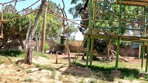 Lar Gibbon Monkeys at El Paso Zoo