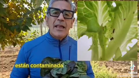 Tiran cloacas a los cultivos - Mendoza - Argentina - Gobierno sin Control