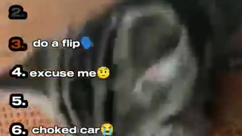 Ranking top 5 funny cats moments