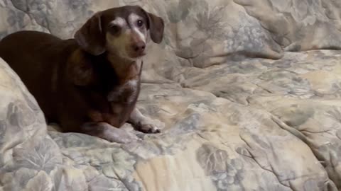 He loves treats