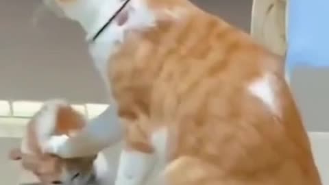 Funny Cats, Fails & Savage Mommy Moments 😹 | Bad Mom Cat vs Kittens Compilation