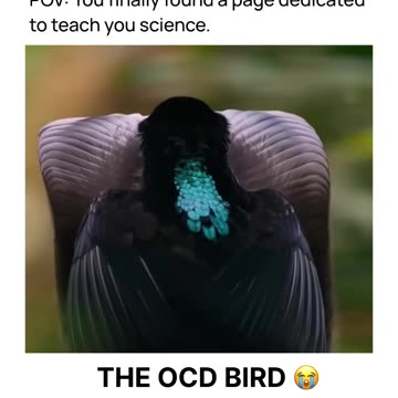 OCD Bird ❤️