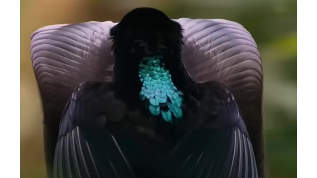OCD Bird ❤️