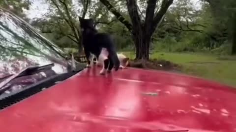 Funny fails