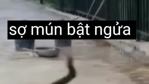 Fun pets