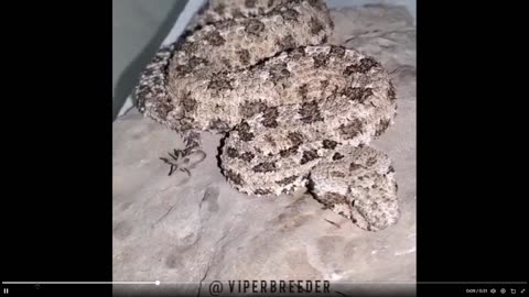Predator known as the spider-tailed horned viper - Look at its tail,