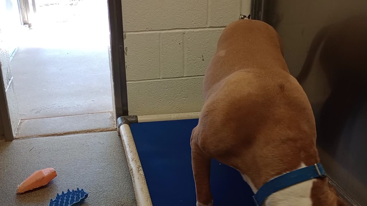 Donzo 2y A865456 harrys haven kennel 214 PACC shelter the best thing is give him his space2025910597