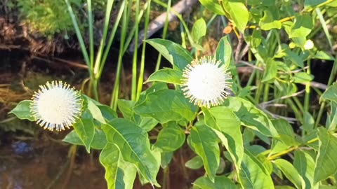 Sugar Shack Buttonbush