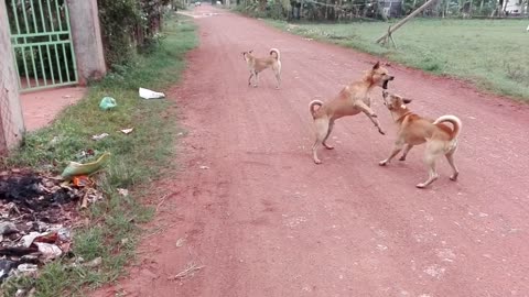 Dog boy vs Dog boy because Cute Puppy
