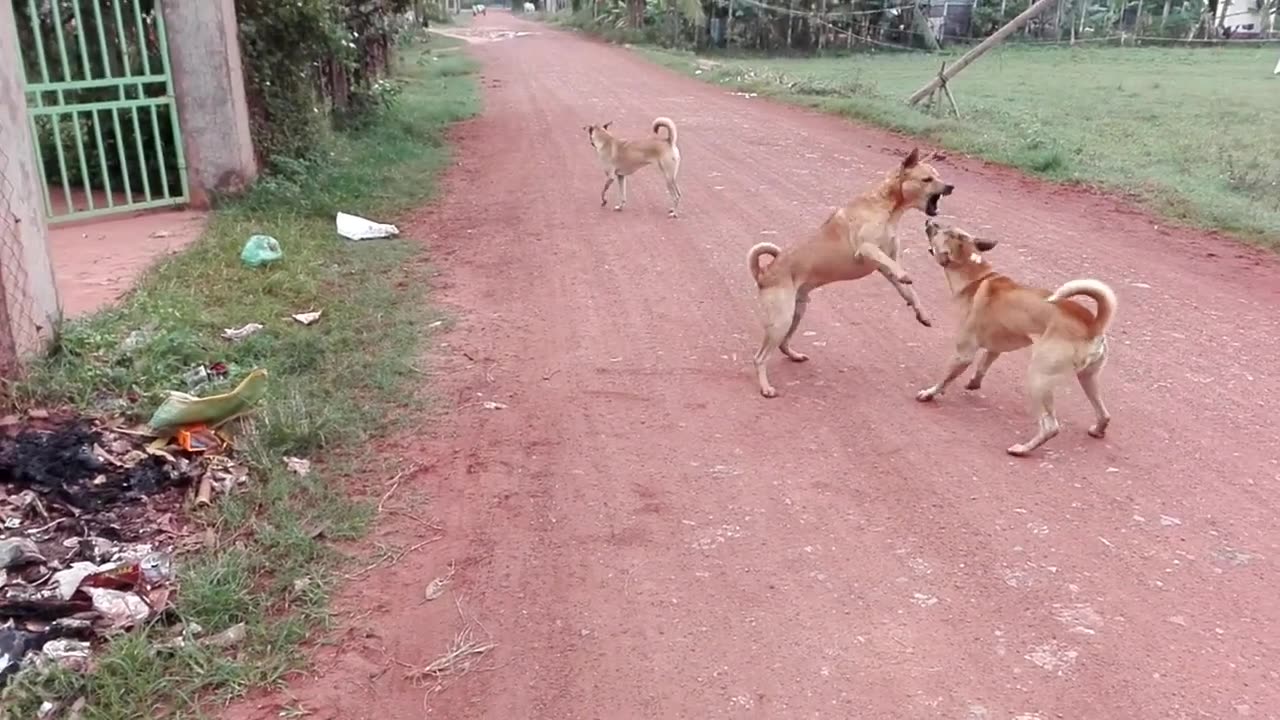 Dog boy vs Dog boy because Cute Puppy