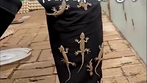 Funny Animal Videos