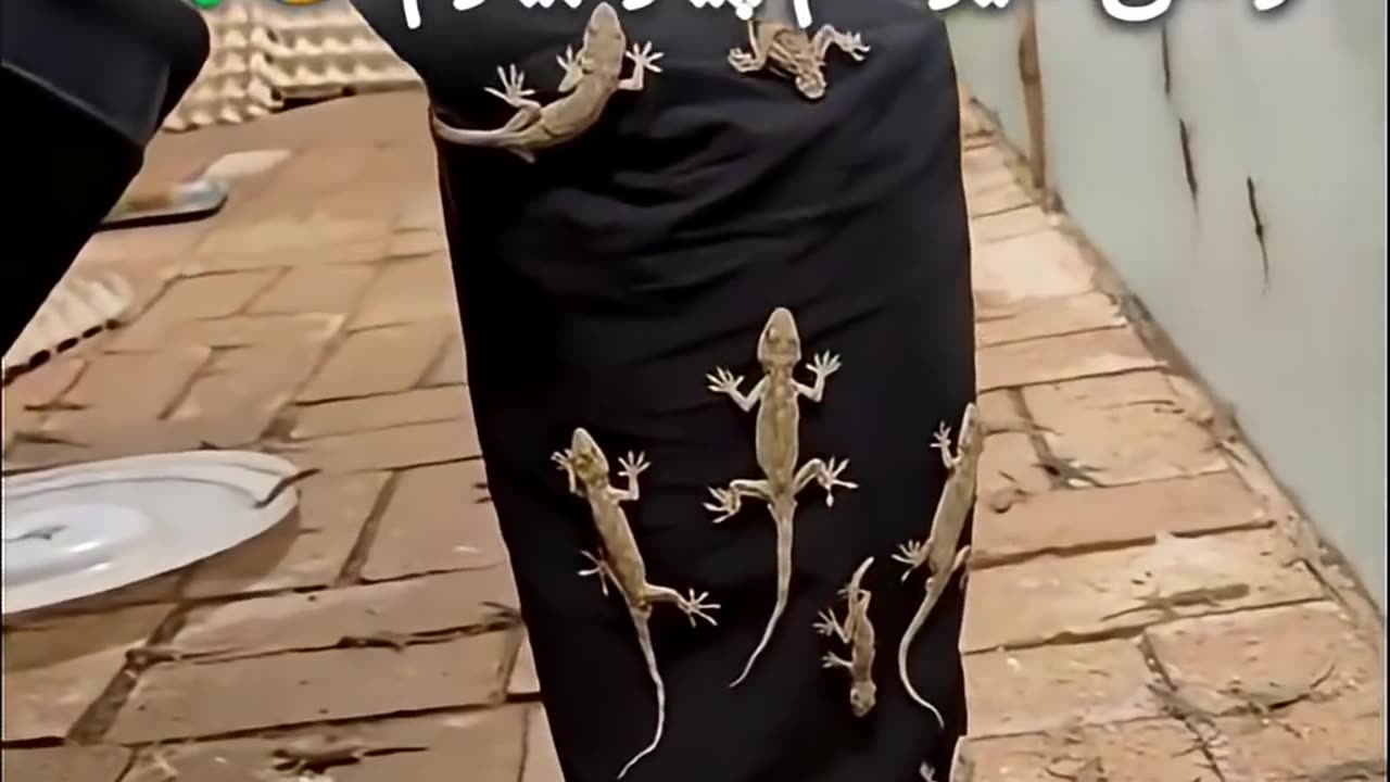 Funny Animal Videos