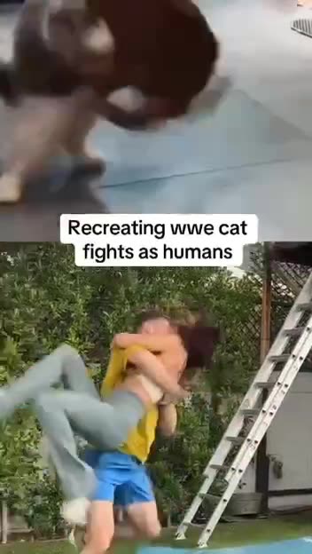 Recreating cat fights 😂