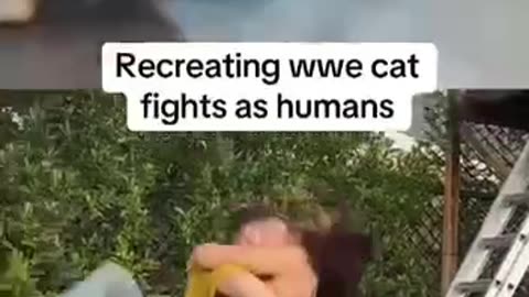 Recreating cat fights 😂