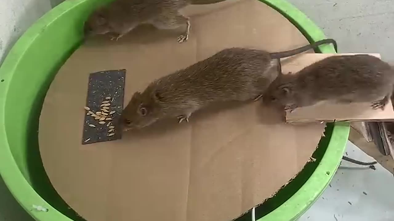How to make a mouse trap