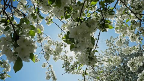 Apple tree bloosoms