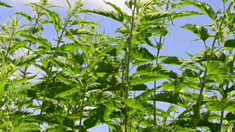Stings to Strength: Nettle’s Power