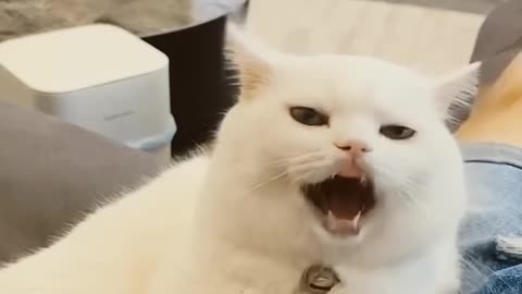 Funniest cat video