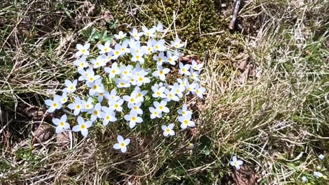 Mayflowers