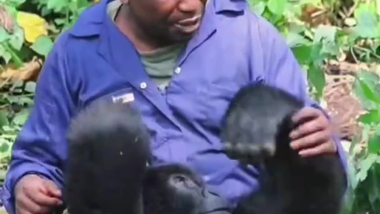 Interaction between orphaned gorillas and their caregivers… Senkwekwe Center in Virunga National Park Democratic Republic of the Congo