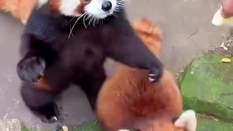Red Panda Core 🎵