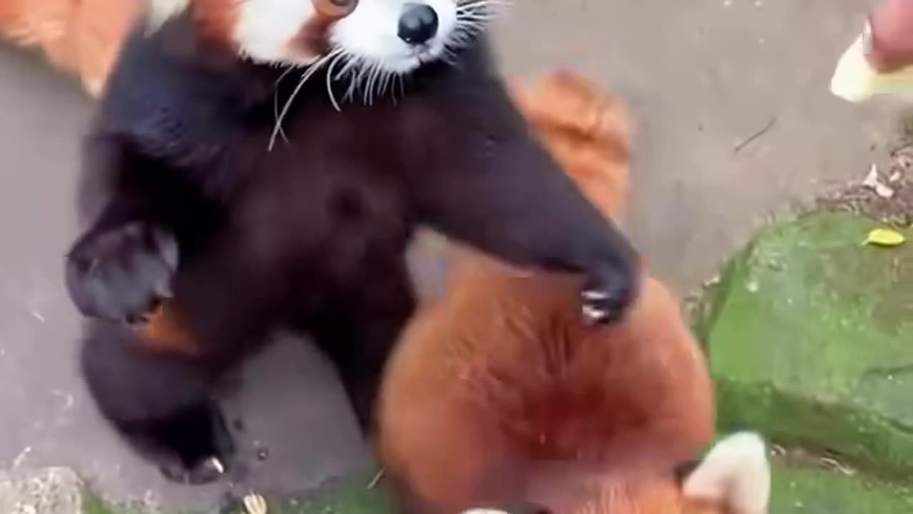 Red Panda Core 🎵